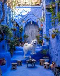 A polar bear in the blue city Chefchaouen 💙😍 This was Felix’ first time in Africa 🇲🇦