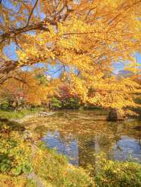日本—日比谷公園一紅葉與銀杏