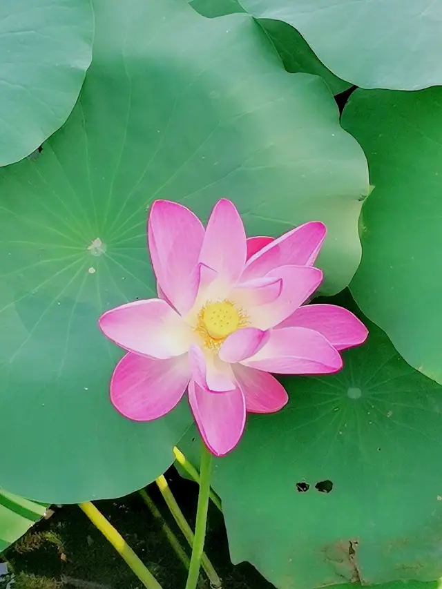 【West Sea Wetland Lotus Viewing】