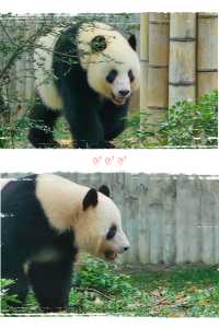 週末來看廣州動物園 “黑白飯團”大熊貓剛好