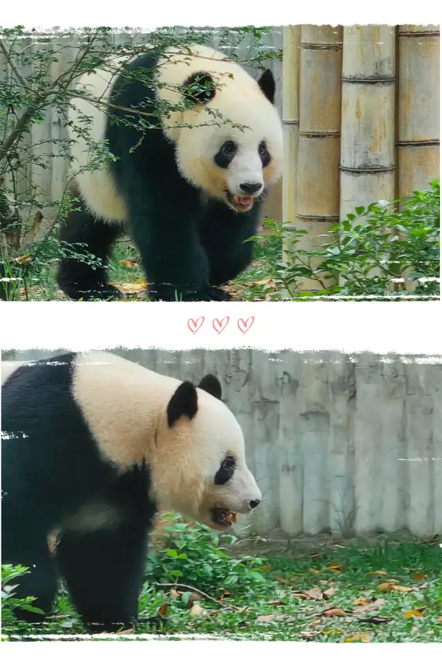 Come to Guangzhou Zoo to see the 'black and white rice ball' giant panda this weekend