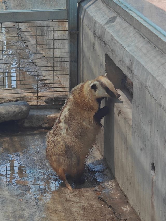 超治癒的動物園之行