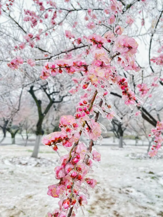 武漢—凍雨，是美麗也是災害