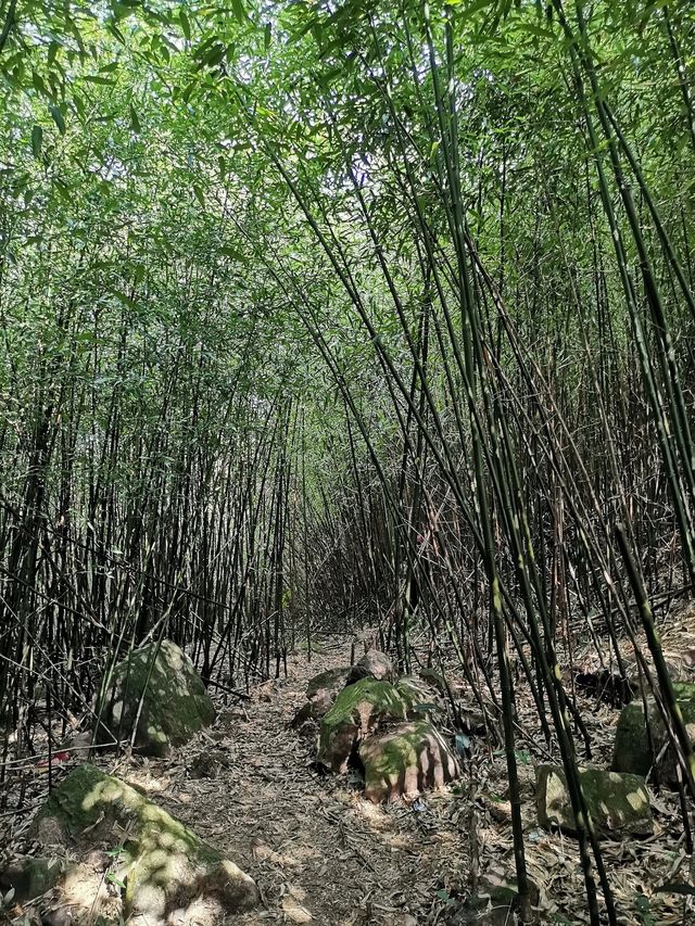 廣西來賓金秀大瑤山五指山頂