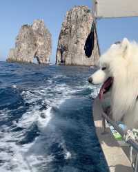 🐻⛵️ Polar Bear on a Boat: A Captivating Adventure in Capri 💛💙