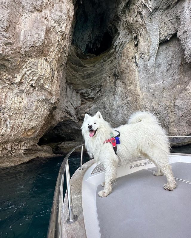 🐻⛵️ Polar Bear on a Boat: A Captivating Adventure in Capri 💛💙