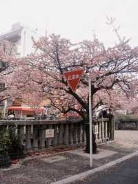 呀 和我一起走花路吧東京一小時車程就可以看到粉色海洋！