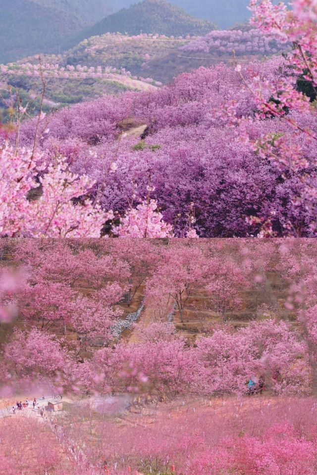 廣東規模最大的櫻花觀賞地10萬株櫻海