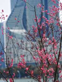 合肥拍梅花機位推薦！天鵝湖公園遙遙領先