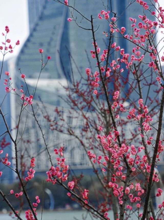 合肥拍梅花機位推薦！天鵝湖公園遙遙領先