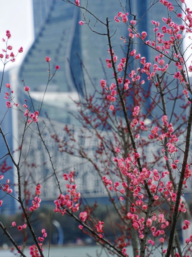 合肥拍梅花機位推薦！天鵝湖公園遙遙領先