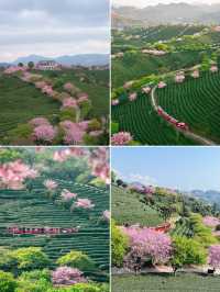 福建｜櫻花季必打卡地！《國家地理》點贊的永福櫻花園