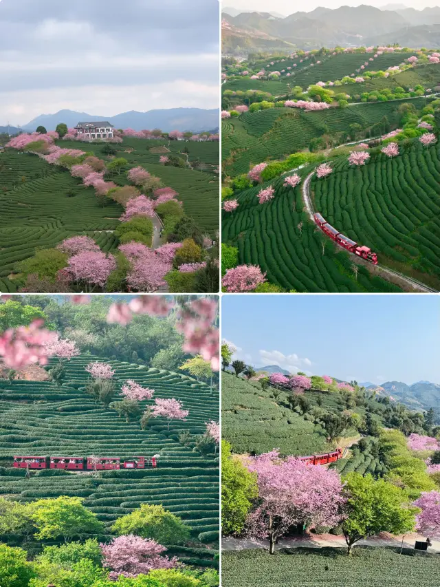 Fujian | A Must-Visit Destination During Cherry Blossom Season! The Yongfu Cherry Blossom Garden praised by 'National Geographic'