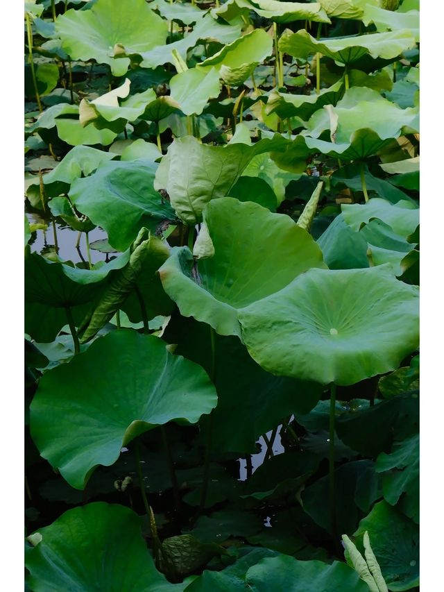 湖州飛英公園，國內唯一的塔中塔真的值得爬