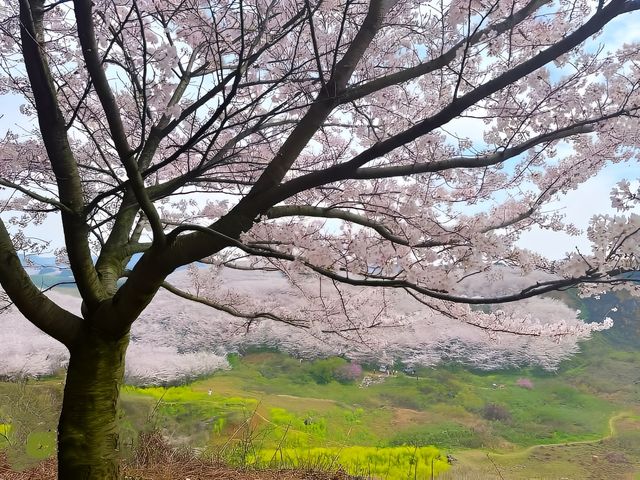 全球最大櫻花基地，居然在中國！