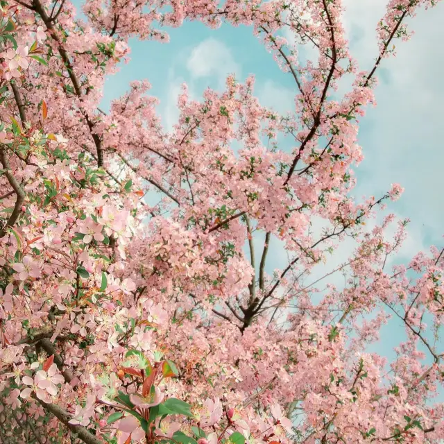 成都植物園|ピンク色の垂れ糸海棠が満開です