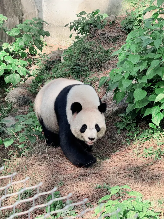 アンジ竹博園でパンダを見る