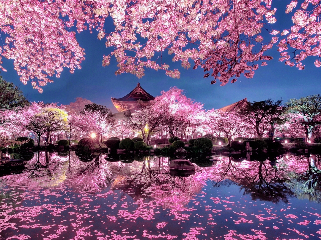 さまや桜様 Kawasaki Cherry Blossom Inspiration | Trip.com Kawasaki