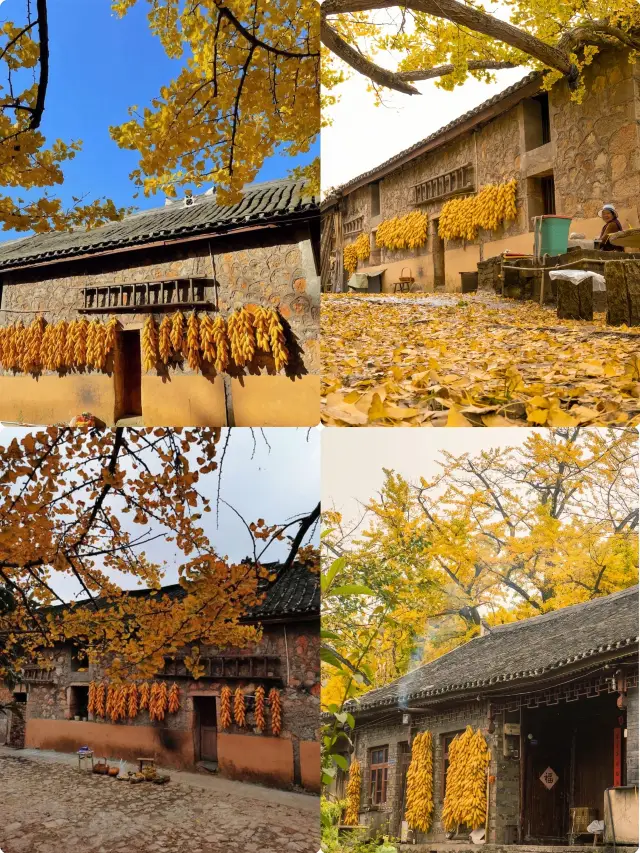 Guizhou Tuole Village | A picturesque autumn viewing spot (with guide)