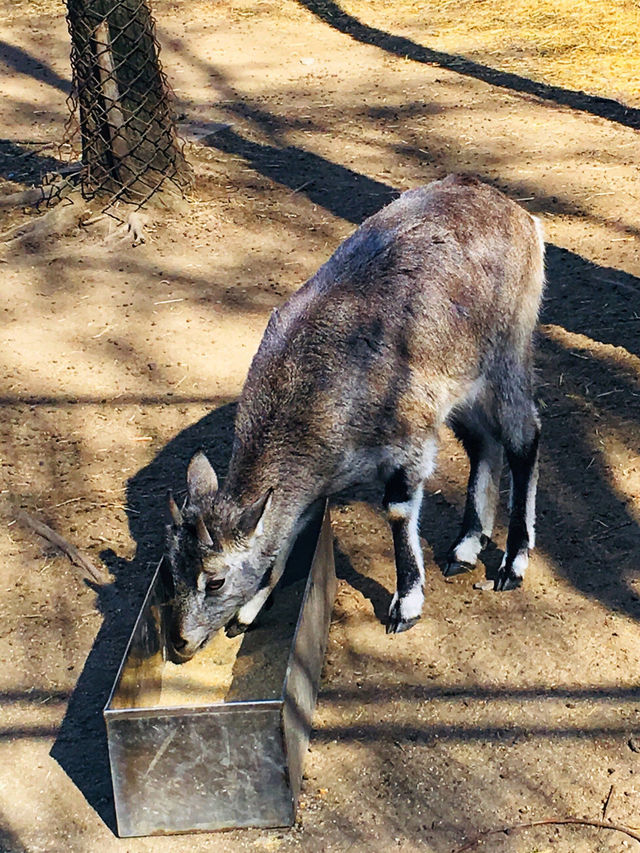 沈陽|森林動物園週末一定要來哦