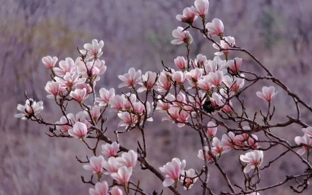 周至二日遊，探秘秦嶺千年玉蘭王，沿途花開似海