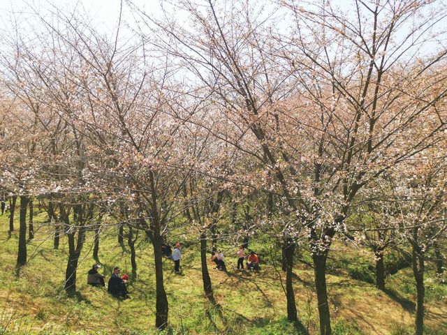 平坝，滿足對櫻花的一切美好想像|打卡萬畝櫻花園