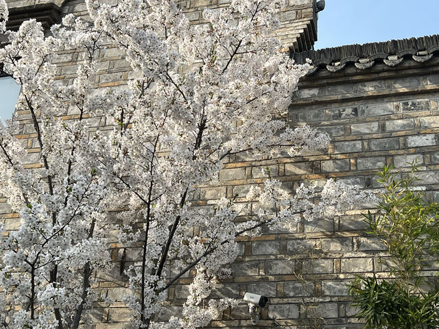 芜湖古城被櫻花環繞