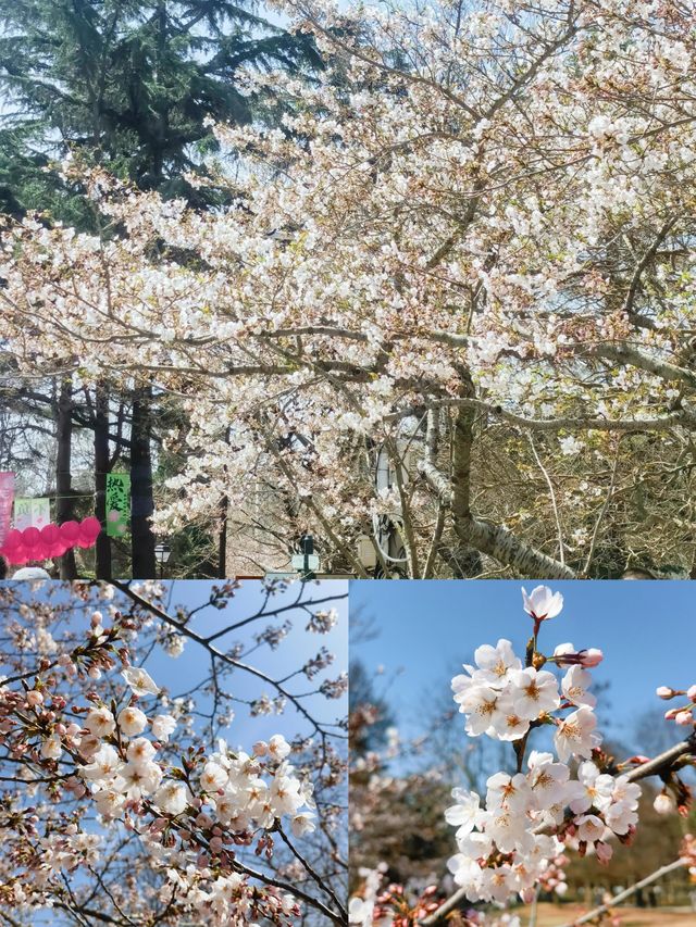 期待青島中山公園的櫻花真的太美啦