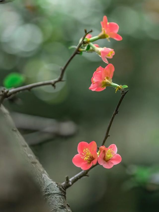 棠湖公園旅遊攻略