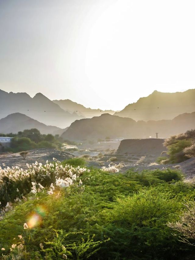 登春山，觀賞春日迪拜的美麗