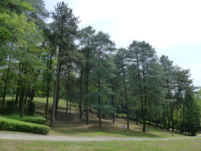 樟林秘境——登高雲山·雲繞迷樟