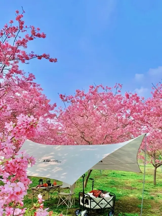 Pack up your guide to spring outings, flower viewing, stream tracing, water playing, and hot spring soaking in Guangzhou