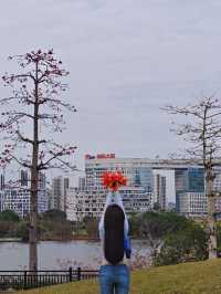 花城尋花記｜去0元小眾賞花地拾一袋紅木棉回家煲湯