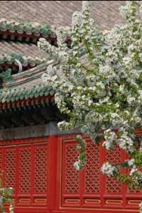 4月12日追花實況