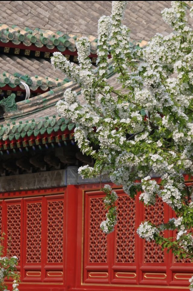 4月12日追花實況 4月12日追花實況