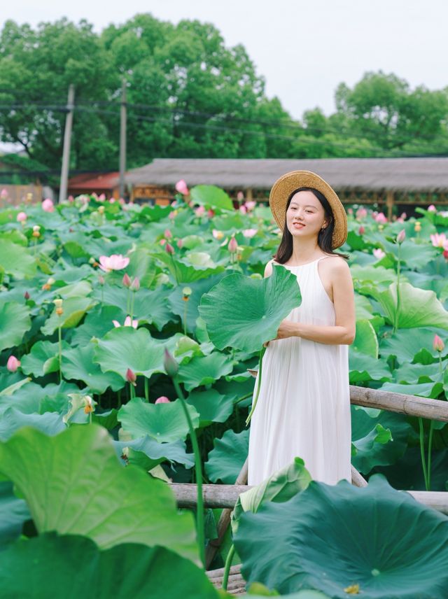 The sole location in Hangzhou where one can freely pluck lotus flowers! Less crowded and niche.