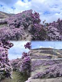 涼山的索瑪花【高山杜鵑】開了