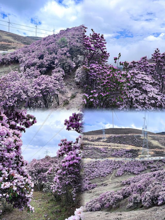 涼山的索瑪花【高山杜鵑】開了