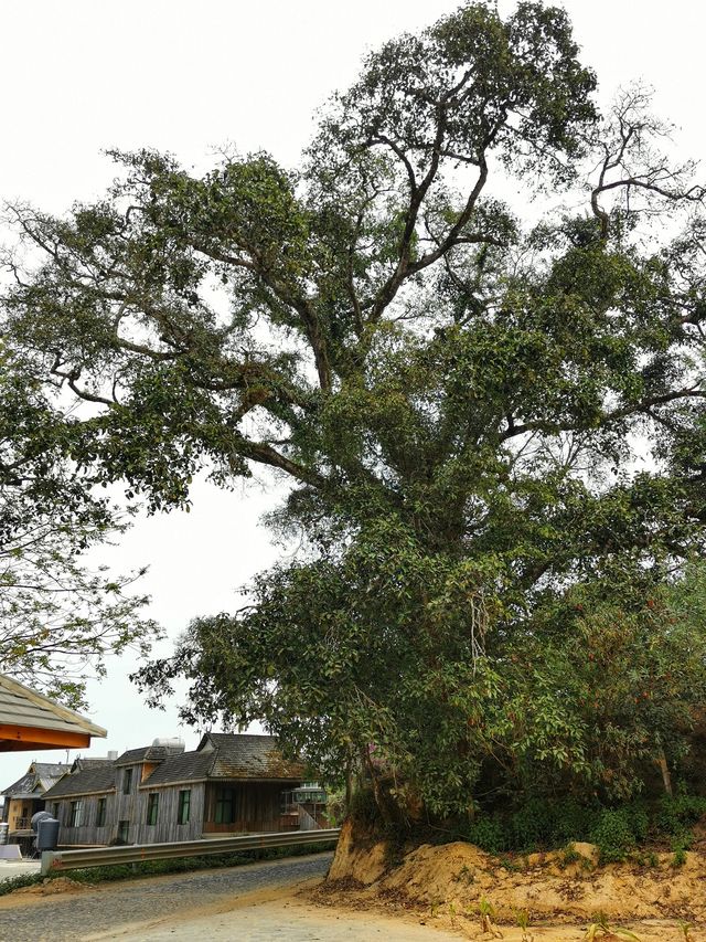 景邁山｜勐本傣寨