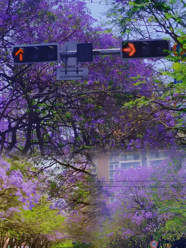 평양에서 꽃 구경의 비밀! 블루 자카란다의 아름다운 촬영 포인트