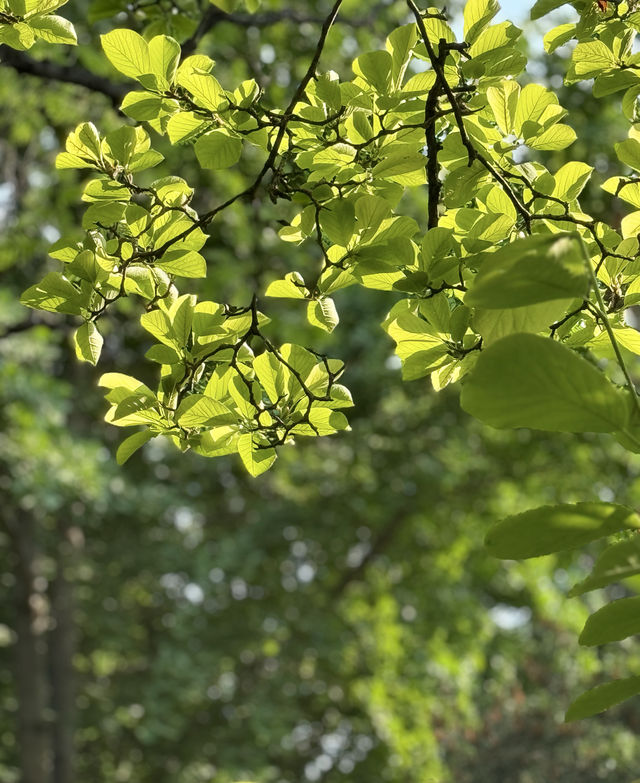 泉城公園識植物