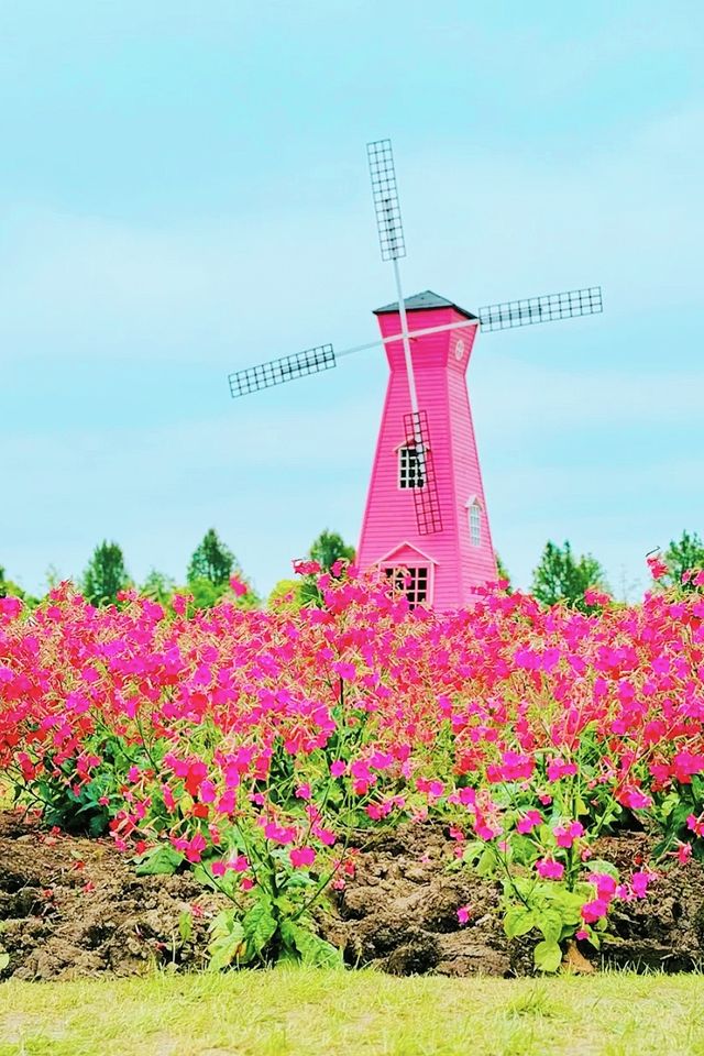 春天玩點花的|奉賢的花展→花開南上海