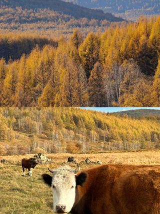 I have finally seen the Greater Khingan Range that I read about in elementary school textbooks!