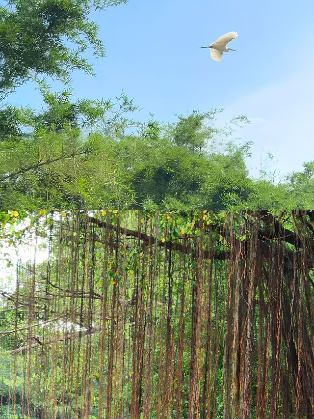 小鳥天堂