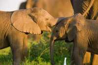 南非  克魯格國家公園  Kruger National Park