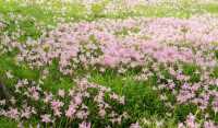 風雨蘭花海，水葫蘆開花，採摘野生樹莓