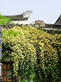 蘇州4月賞花｜四月平江路頂流，木香花開了