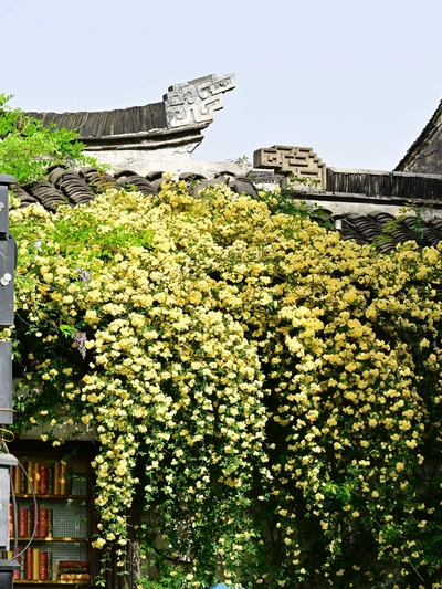 蘇州4月賞花｜四月平江路頂流，木香花開了｜Trip.com 蘇州