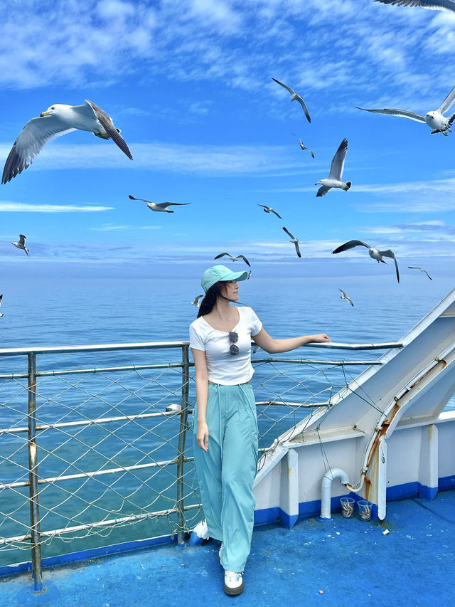 海獺島太美了不愧是海鷗的王國
