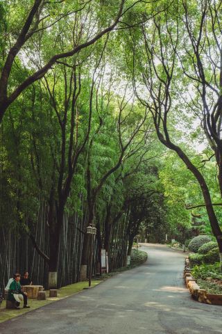 金鶚山公園的竹林密語